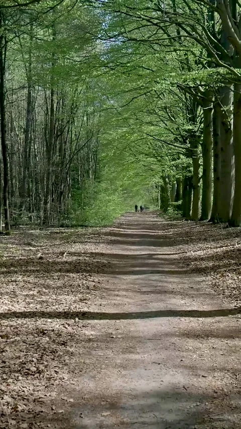 People Walking On Beautiful Tree-Lined Path In Forest Stock Footage 335476513
