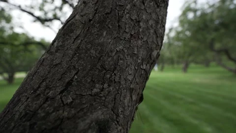 People walking beetween the trees Stock-Footage 137654361