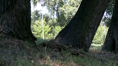 People walking behind tree Stock Footage 11226308