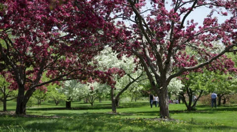 People walking in blossoming spring apple orchard Stock Footage 24673844