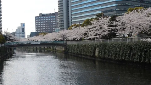 People walking on a bridge, sakura trees by the river 動画素材 127039366
