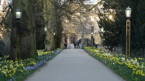 People walking down path to Clare College Cambridge in Spring with Daffodils Stock Footage 79548890