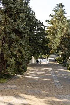 People walking down a path through evergreen coniferous trees in Sochi park Stock Photos