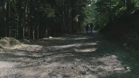 People walking in the forest Video stock 98265577