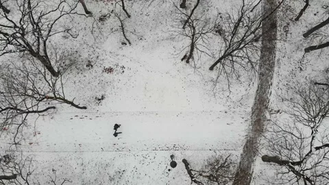 People walking on forest paths in winter park, drone top view. =AERIAL Stock Footage 150363913