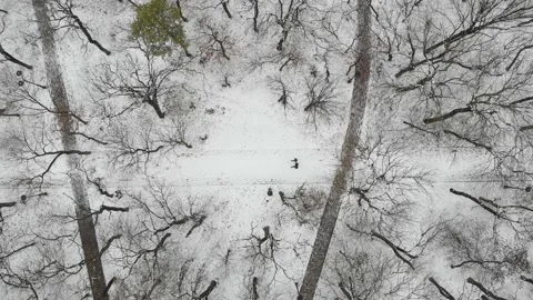 People walking on forest paths in winter park, drone top view. AERIAL Stock Footage 150364705