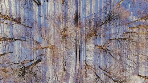People walking on forest trail covered with snow. AERIAL above winter mountain. Stock Footage 97015276