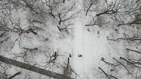 People walking on forest trail in winter forest covered snow in park of city. Stock Footage 150364549