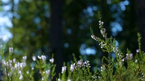 People walking in the heather Stock Footage 75492561