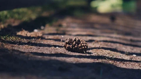People walking outside on a trail Stock Footage 74503181