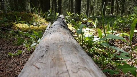 People walking over log Stock Footage 111400625