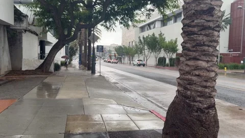 People walking on a palm-lined city street under overcast skies in Santa Monica Stock Footage 345382298