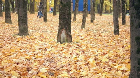 People walking in the park Video stock 43749990