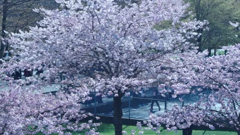 People Walking a Park Path Under a Cherry Blossom Tree Stock Footage 348246829