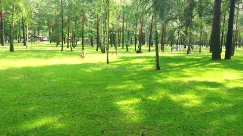 People walking in a park while deer graze on grass in a forest area on a sunny d Stock Footage 325052479