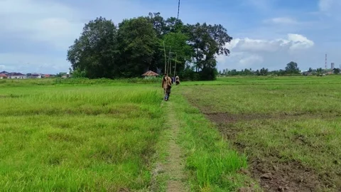 People Walking on Path Through Rice Fields Landscape Stock Footage 332909120