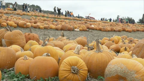 People Walking Pumpkin Patch, Families Having Fun Stock Footage 219785667
