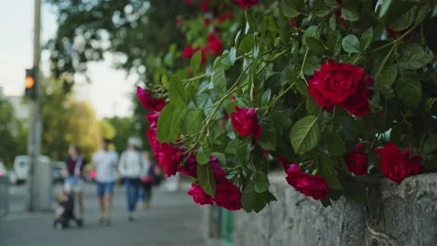 People walking on the sidewalk against the background of blooming roses. Slow Stock Footage 166179596