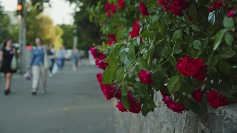 People walking on the sidewalk against the background of blooming roses. Slow Stock Footage 219945008