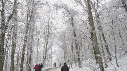 People Walking In Snow Covered Forest On Path Uphill In Distance / With Audio Stock Footage 249875802