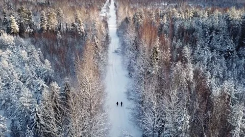 People walking in snow forest Stock Footage 168984352