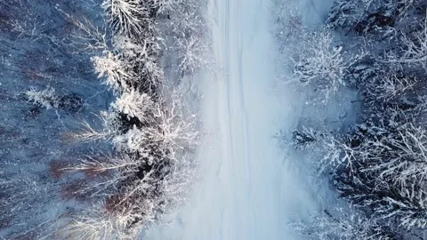 People walking in snow forest Stock Footage 168984429