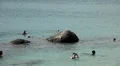 People walking, swimming, snorkeling, Kata Beach in Phuket Island, Thailand HD Footage