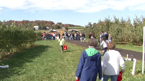 People walking through an apple orchard Stock Footage 35743080