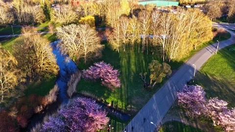 People walking through a beautiful park with cherry blossom trees in early Vidéo 336725537