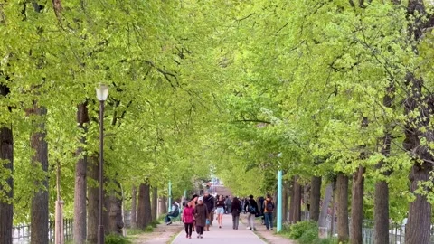 People walking through beautiful tree-lined avenue in Paris Stock Footage 336425683