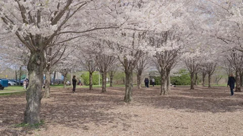 People Walking through a Cherry Blossom Grove 库存影片 336224730