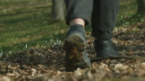 People walking through a forest floor covered in fallen leaves and snowdrops Stock Footage 331474253