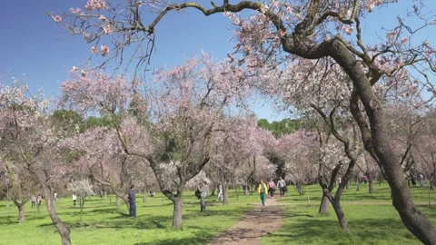 People walking through a park of blooming almond trees Stock Footage 329791053