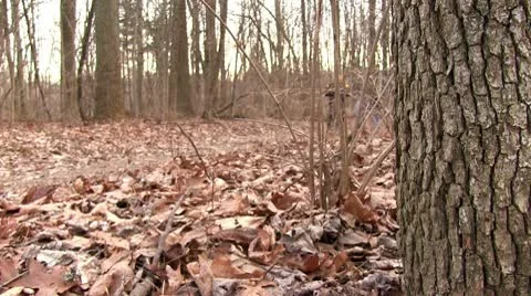 People walking through path in woods Stockbeeldmateriaal 10604152