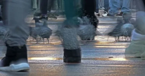 People Walking Through Pigeons Time Lapse Stock Footage 84201936