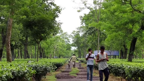 People Walking Through a Tea Plantation Stock Footage 341675638