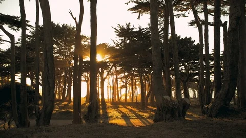 People walking through a tranquil forest. Stock Footage 88342543