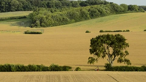People walking through wheat fields Stock Footage 8156307