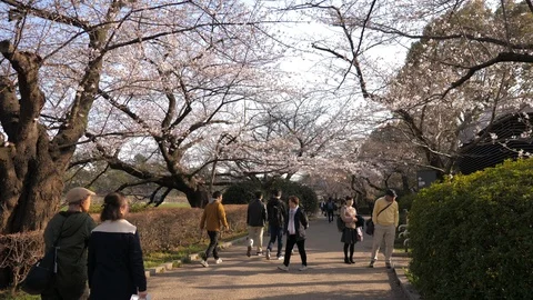 People walking under cherry blossoms at Chidorigafuchi Park. Shot in 4K Stock-Footage 111516539
