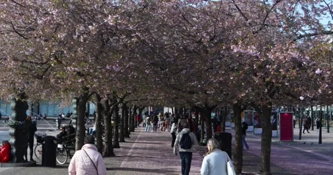 People walking under cherry blossoms in Stockholm’s Kungsträdgården Stock Footage 321048878