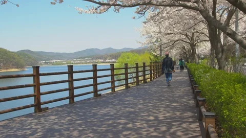 People walking under lots of cherry blossoms trees with a lake nearby  Stockbeeldmateriaal 106496654