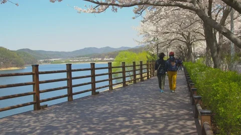 People walking under lots of cherry blossoms trees with a lake nearby  Vidéo 106497319