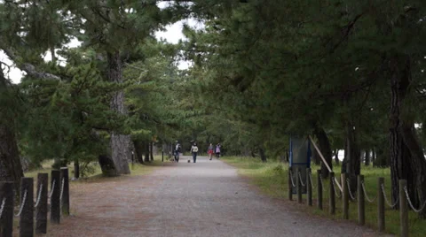 People Walking Under Pine Trees at Amanohashidate Stock Footage 32357002
