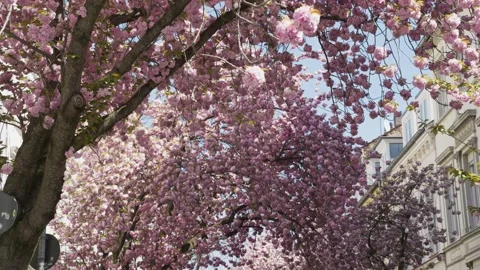 People walking under rows of cherry blossom trees in Bonn, Germany Video stock 155479281