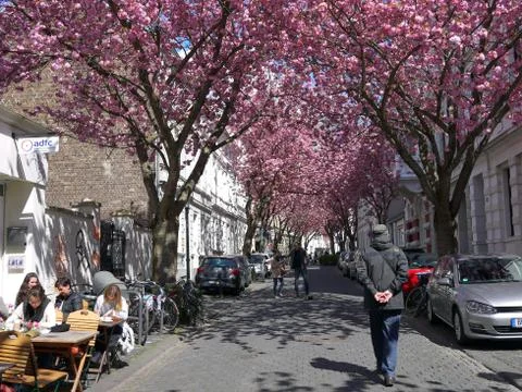 People walking under rows of cherry blossoms trees in Bonn, Germany Stock Photos
