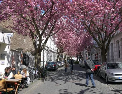 People walking under rows of cherry blossoms trees in Bonn, Germany Stock Photos