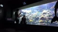 People watch big XXL coral reef aquarium pan HD Footage