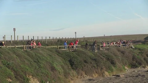 People watch elephant seals, central California Stock Footage