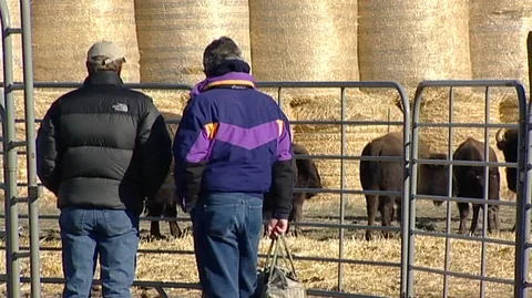 People Watching Bison in Corral Stock Footage 105929247