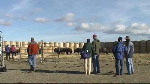 People Watching Bison in Corral Stock Footage 105929674
